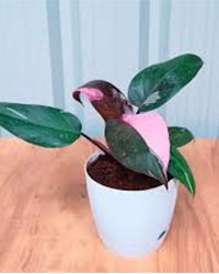 Philodendron Pink Princess